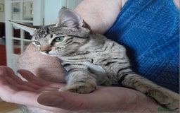 Savannah cats for sale: F5 Full Pedigree Tica Registered Girl Kitten - Image 6