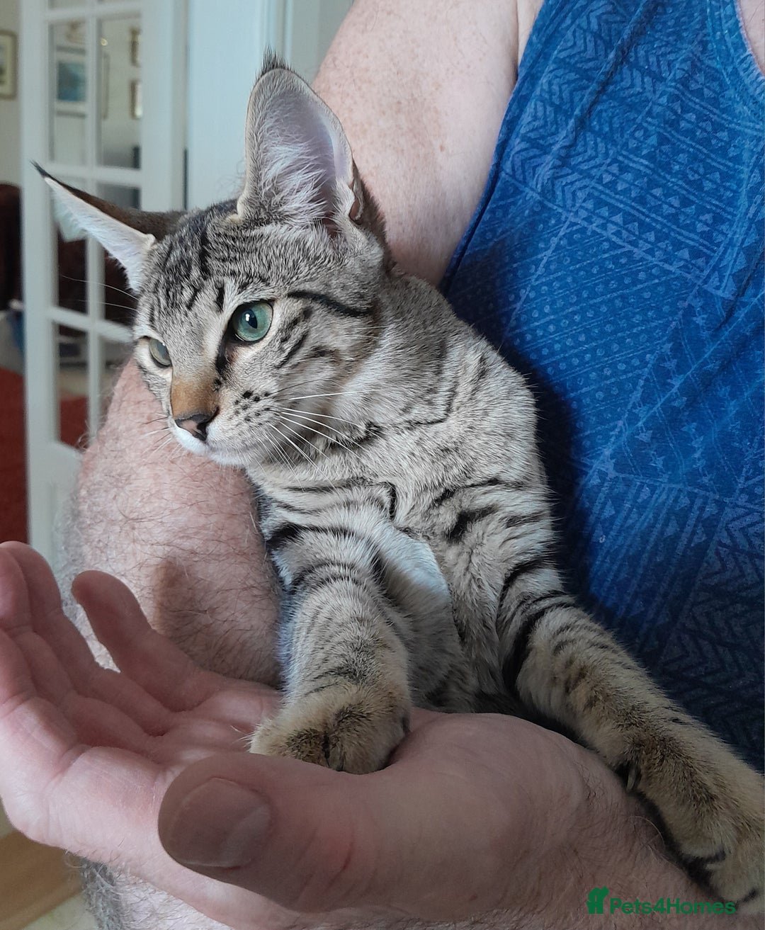 Savannah cats for sale: F5 Full Pedigree Tica Registered Girl Kitten - Image 6