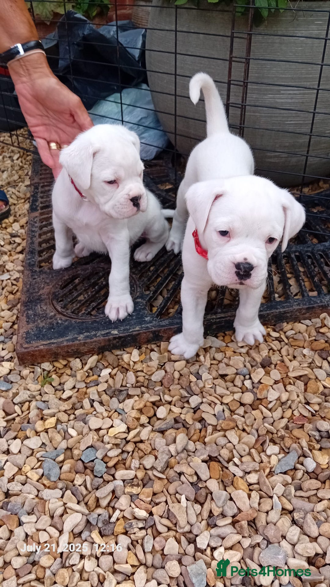 Boxer dogs for sale: Zero heart score mum. Only one puppy left - Image 1