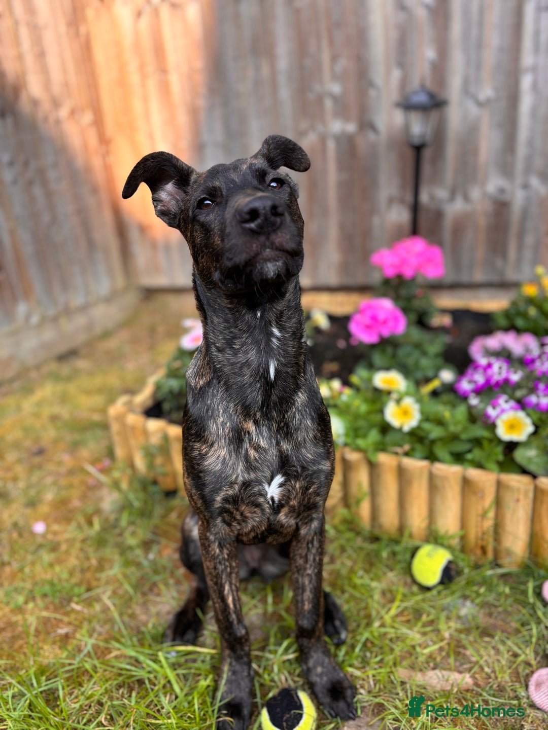 Mixed Breed dogs for sale: REHOME- Belgian Malanois x Staff - Advert 5