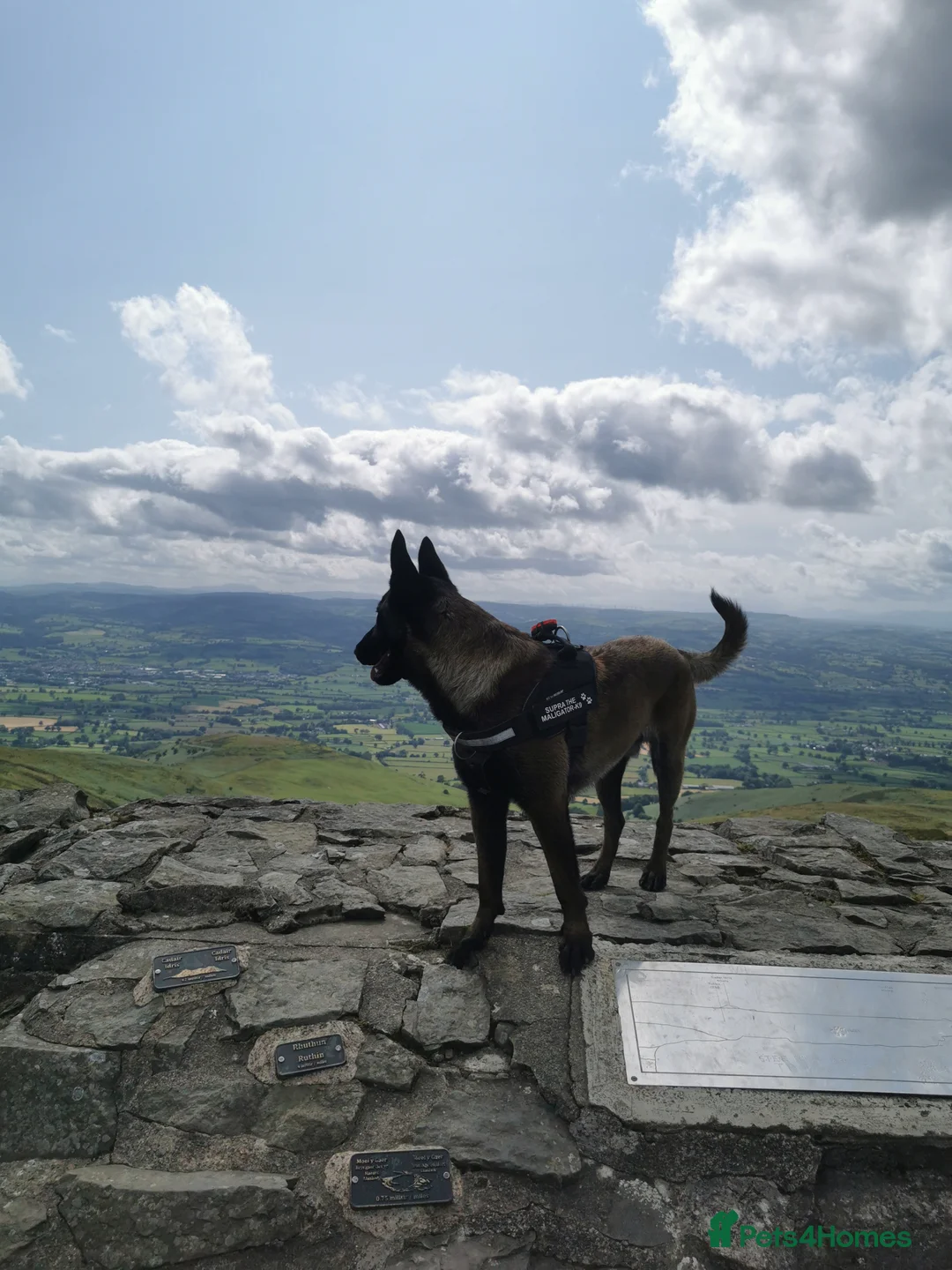 Belgian Shepherd Dog dogs for sale: 🐶Belgian Malinois for Adoption–Trained, Healthy  - Advert 2