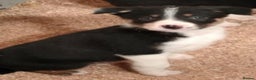 Border Collie dogs for sale: Cheekey Chaps! - Advert 9