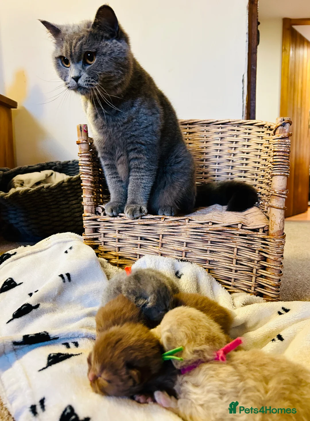 British Shorthair cats for sale: GCCF Registered British Shorthair Kittens - Advert 2