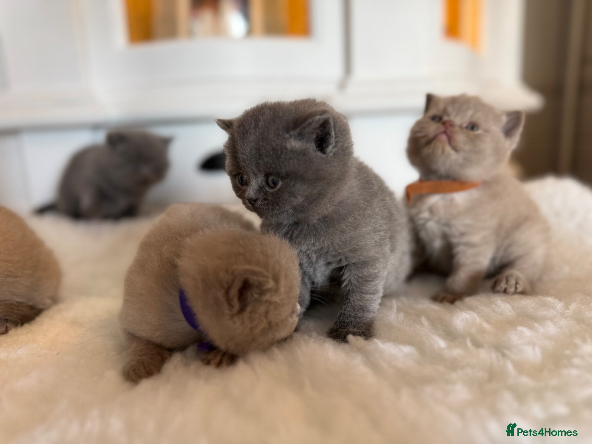 British Shorthair cats for sale: Beautiful British shorthair kittens  in Cardiff - Advert 7