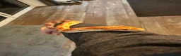 Corn Snake reptiles for sale: Sandy - Corn Snake in Carmarthen - Advert 3