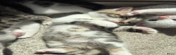 Bengal cats for sale: Beautiful mixed Bengal kittens 🐾 - Advert 17