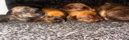 Mixed Breed dogs for sale: Bull Wheaten in London - Advert 3