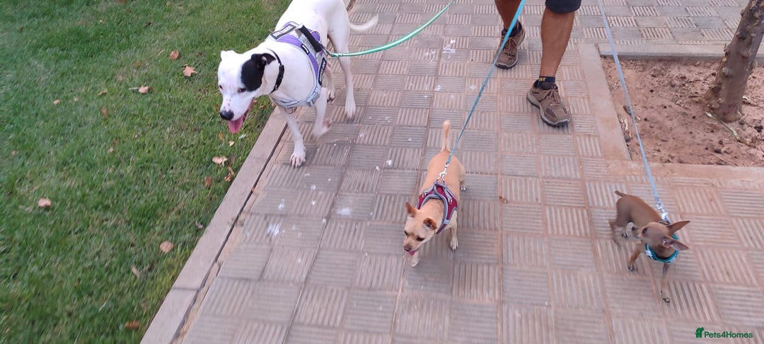 Mixed Breed dogs for adoption: KENYA: Loves Everyone and Everything! - Advert 3