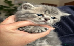 Scottish Fold cats for sale: Pure breed SCOTTISH FOLD - Image 30