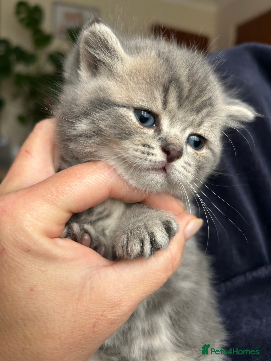 Scottish Fold cats for sale: Pure breed SCOTTISH FOLD - Image 30
