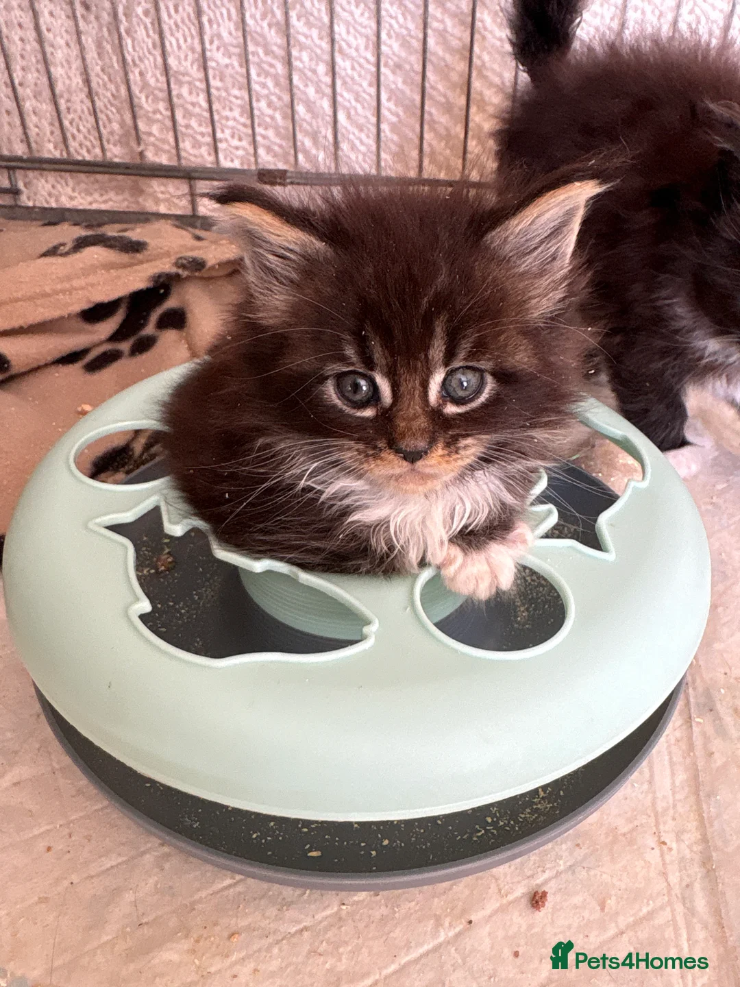 Maine Coon cats for sale: Stunning pedigree long coated Mainecoons  - Advert 2