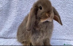 Mini Lop rabbits for sale: Stunning pure mini lop baby rabbits  - Image 14
