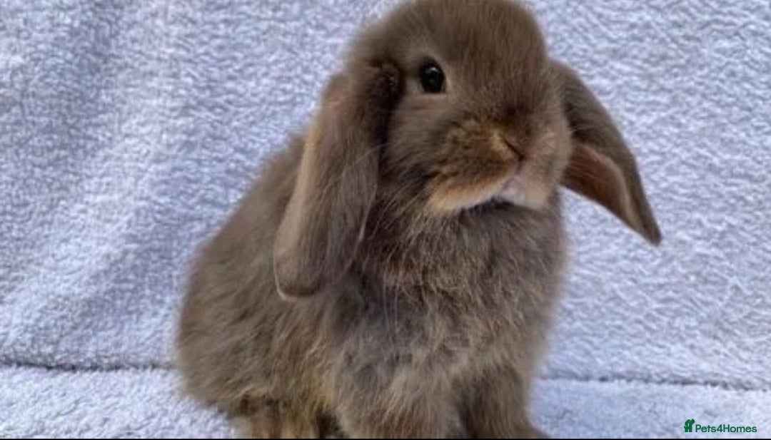 Mini Lop rabbits for sale: Stunning pure mini lop baby rabbits  - Image 14
