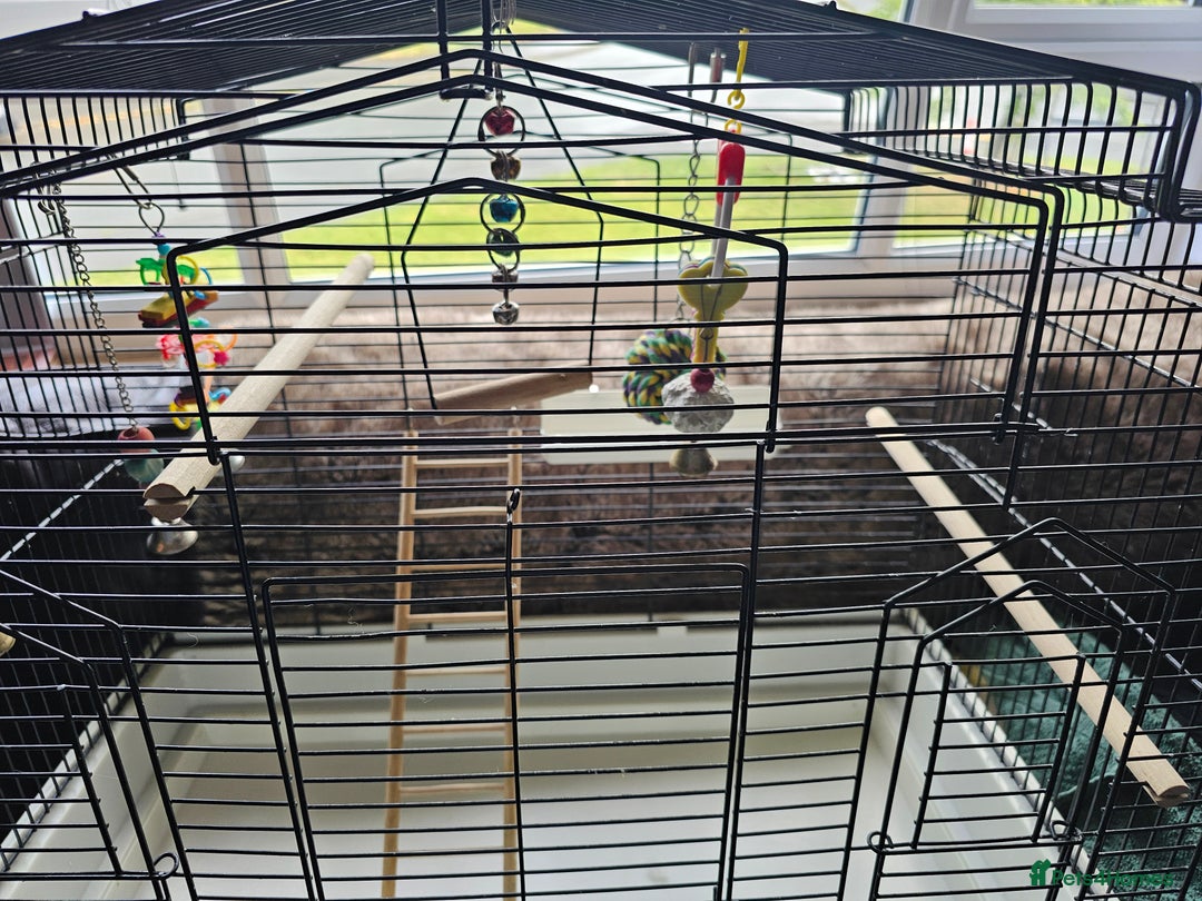 Budgerigars birds for sale: Medium bird cage - Image 1