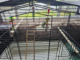 Budgerigars birds - Advert 26