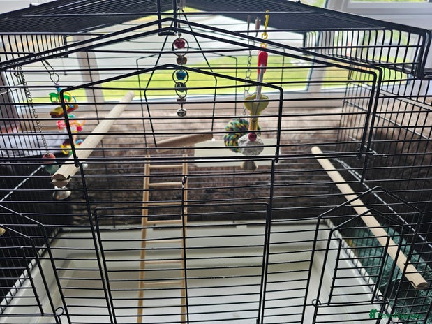 Budgerigars birds - Advert 6