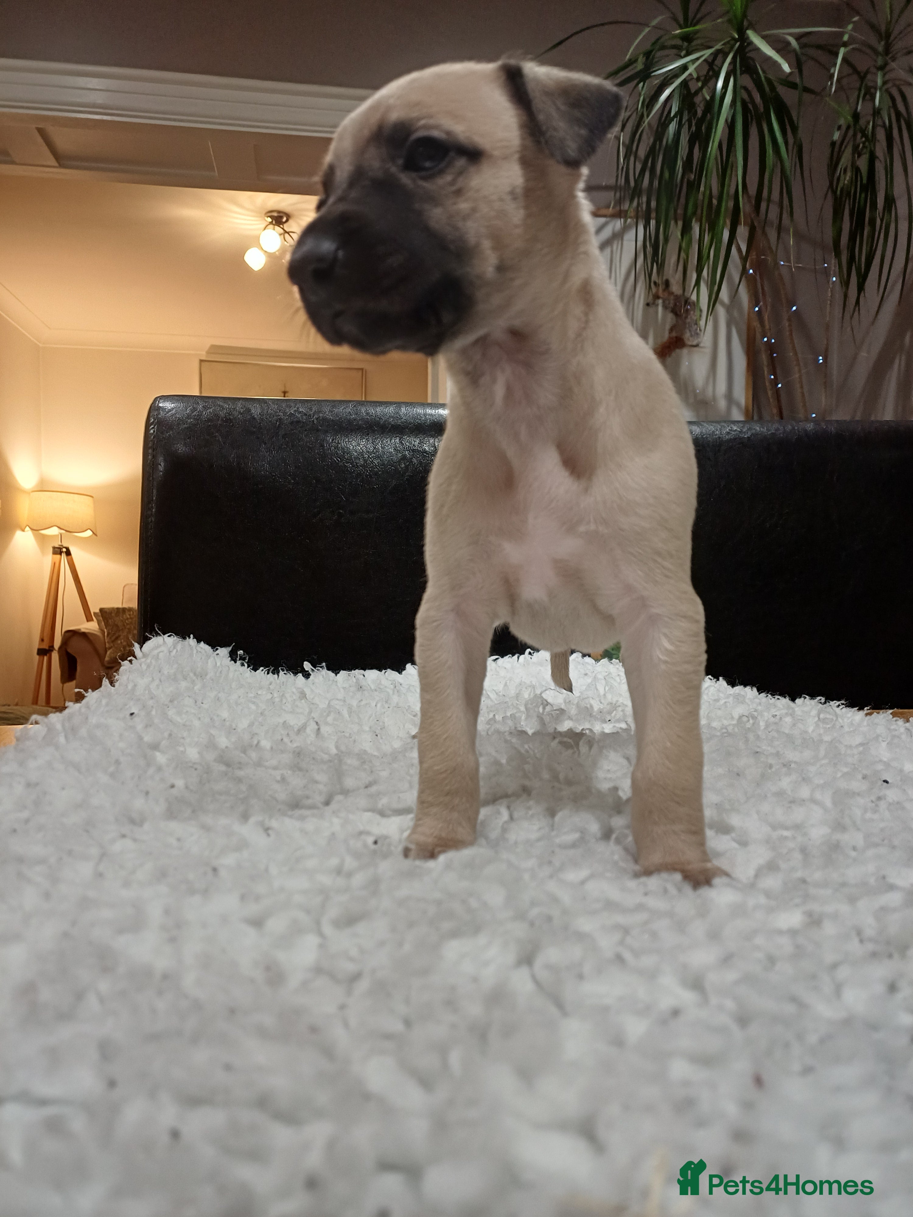 Whippet dogs KC  REG WHIPPET PUPS - Advert 2