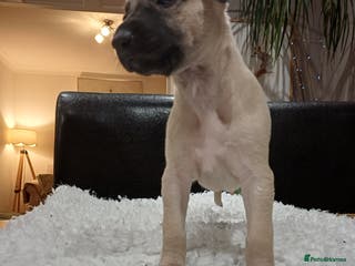 Whippet dogs KC REG WHIPPET PUPS - Advert 2