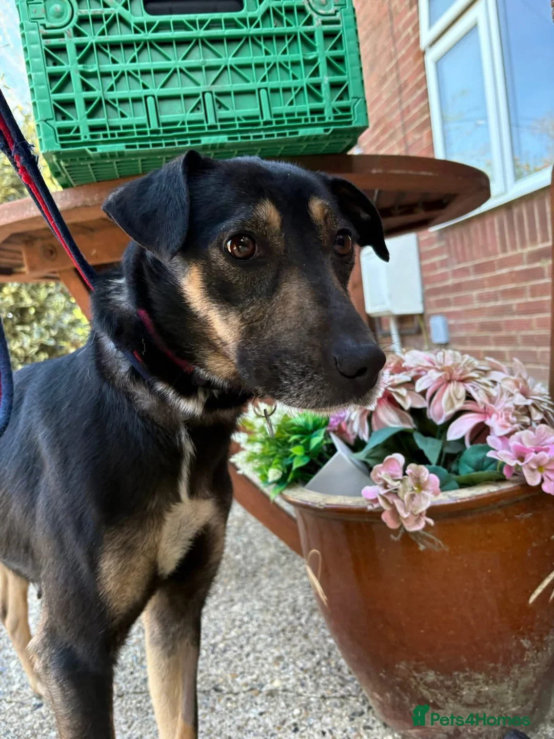 Mixed Breed dogs for adoption: Zelda - Norwich Norfolk  - Advert 1