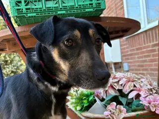 Mixed Breed dogs Zelda - Norwich Norfolk - Advert 1