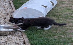 Domestic Shorthair cats for sale: Kittens for sale  - Image 2