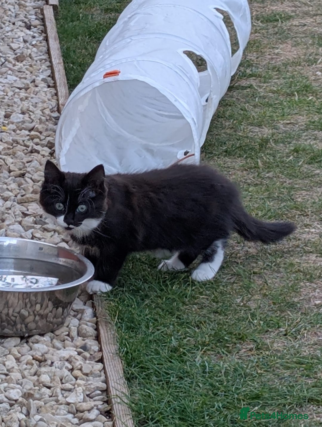 Domestic Shorthair cats for sale: Kittens for sale  - Image 2