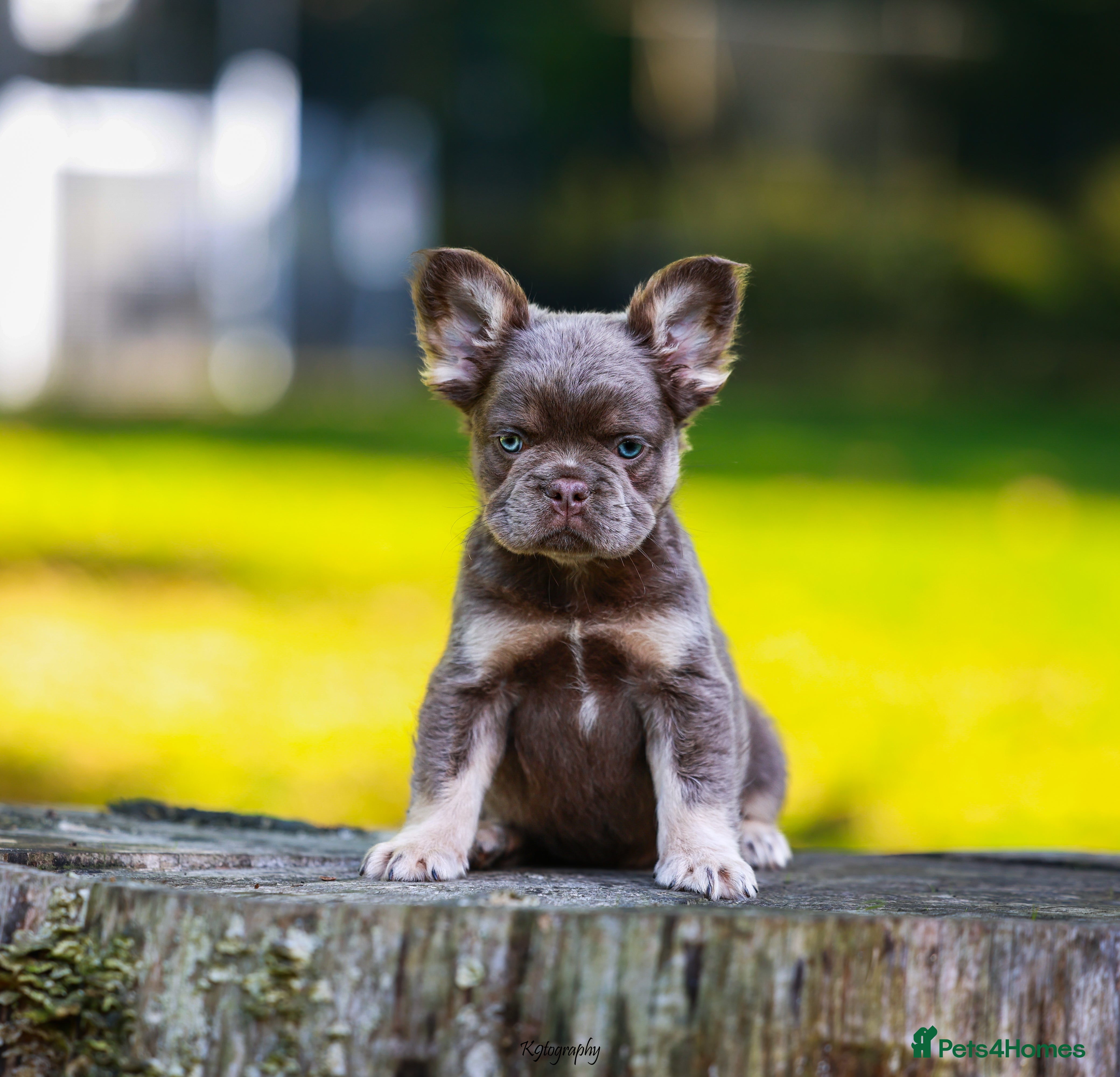 Fluffy French Terrier For Sale Long Haired Blue French Bulldog