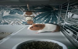 English rabbits for sale: Guinea pigs - Image 1