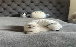 Scottish Fold cats for sale: Adorable playful scottish fold kittens  - Image 26