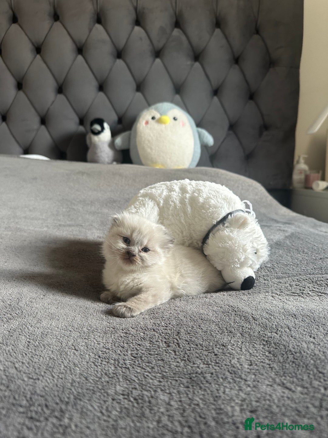 Scottish Fold cats for sale: Adorable playful scottish fold kittens  - Image 26