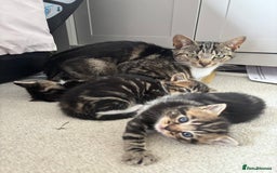 British Shorthair cats for sale: 2 male kittens  - Image 6