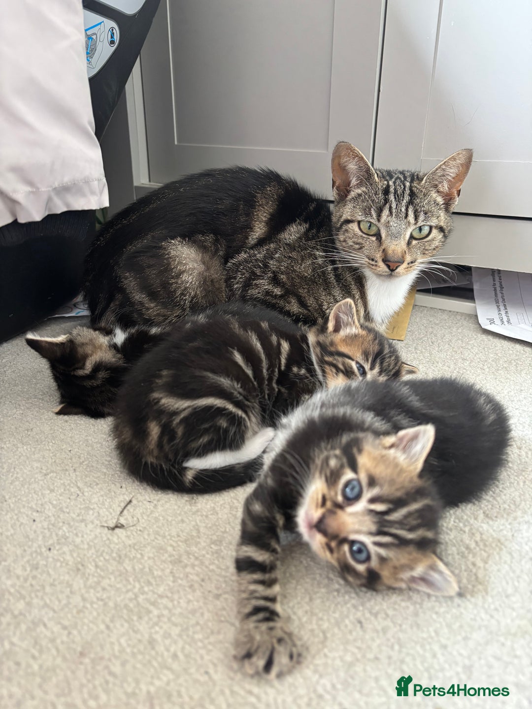 British Shorthair cats for sale: 2 male kittens  - Image 6