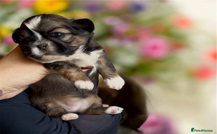 Shih Tzu dogs - Advert 3