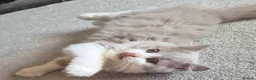 British Longhair cats for sale: Amazing loving boy  - Advert 11