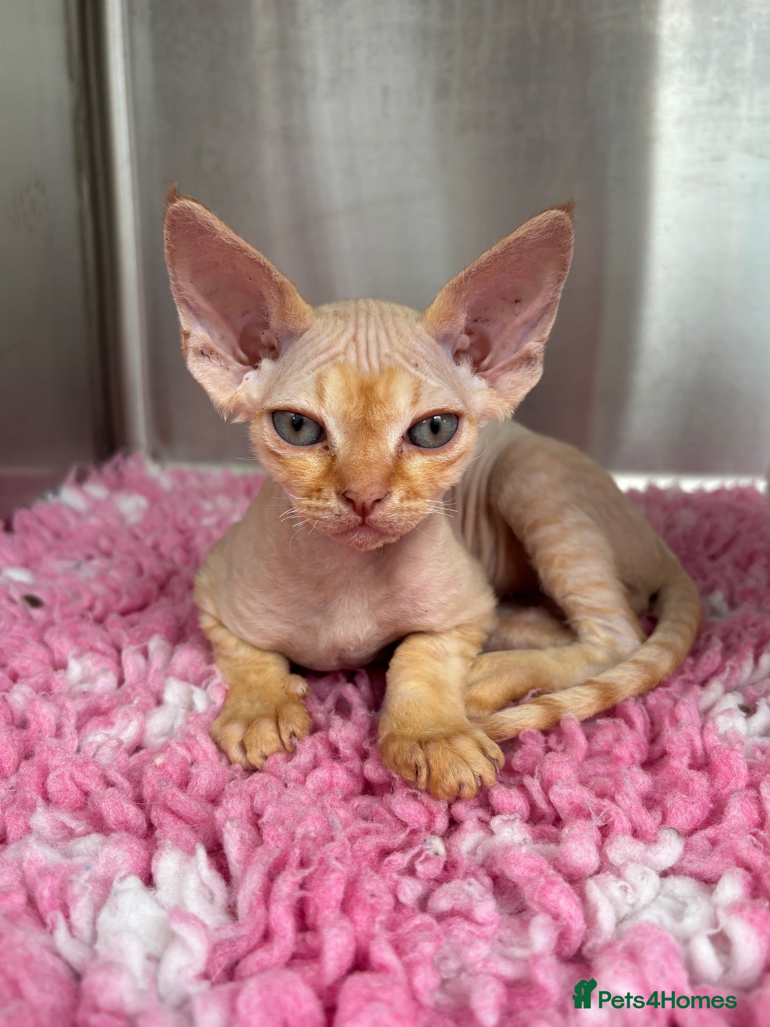 Devon Rex cats Ready now. GCCF registered and health tested. - Advert 2