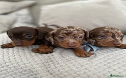 Dachshund dogs for sale: Minnature Long Haired Dachshund puppies  - Image 1