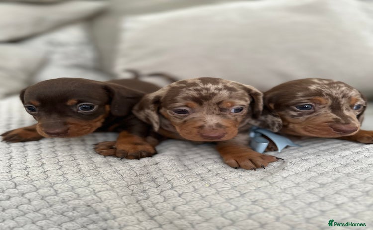 Dachshund dogs - Advert 2