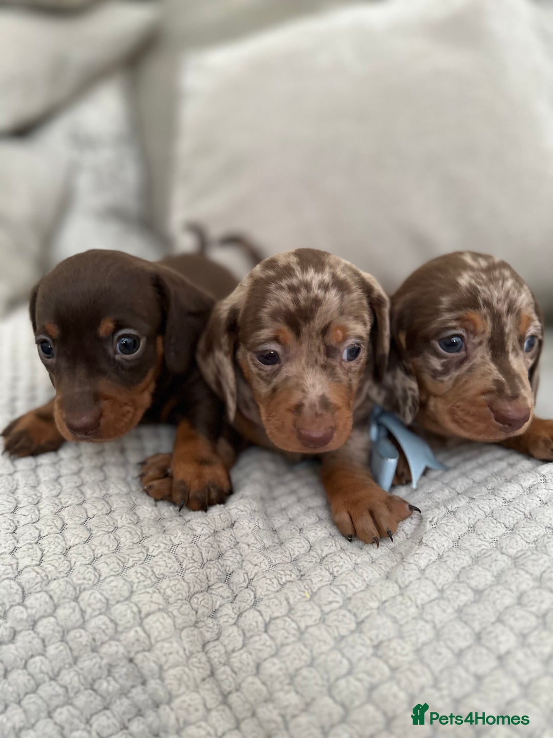 Dachshund dogs for sale: Minnature Long Haired Dachshund puppies  - Image 1