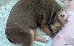 Mixed Breed dogs for sale: Toy fox terrier/jack Russell puppies  - Image 4
