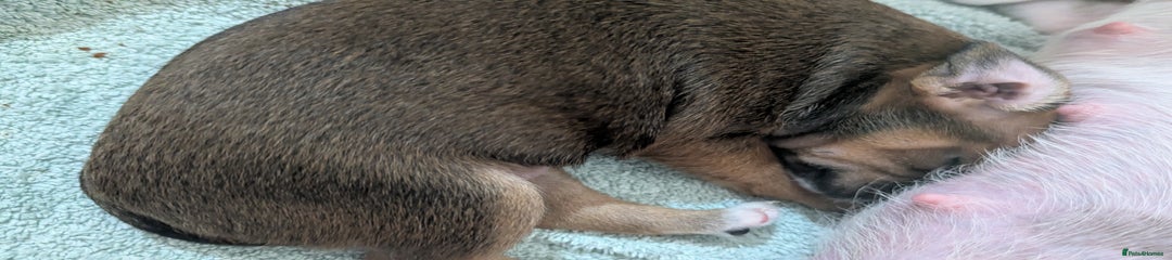 Mixed Breed Puppy 3