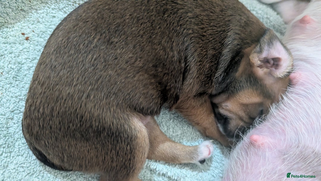 Mixed Breed dogs for sale: Toy fox terrier/jack Russell puppies  - Image 4