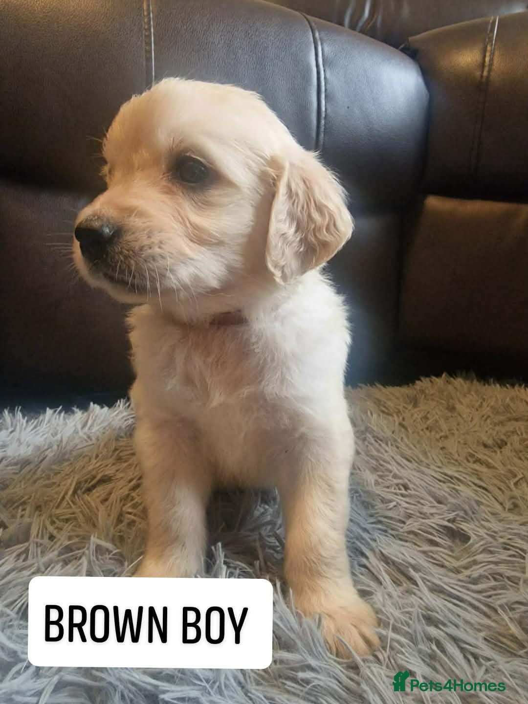 Golden Retriever dogs READY NOW🐾 PUREBRE GOLDEN RETRIEVER PUPPIES🐾 - Advert 1