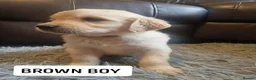 Golden Retriever dogs for sale: READY NOW🐾 PUREBRE GOLDEN RETRIEVER PUPPIES🐾 - Advert 11