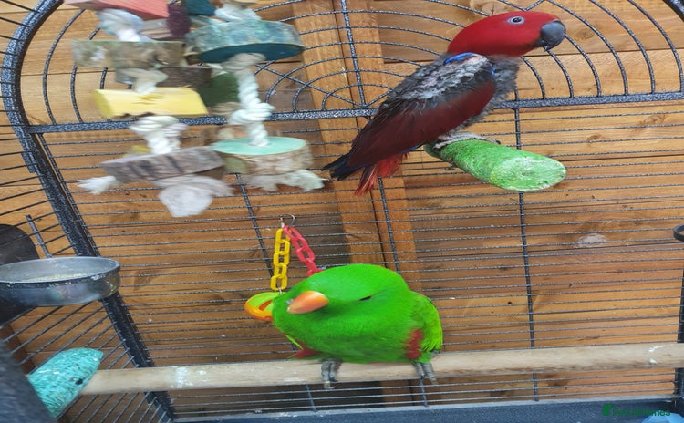 Parrots birds - Advert 6