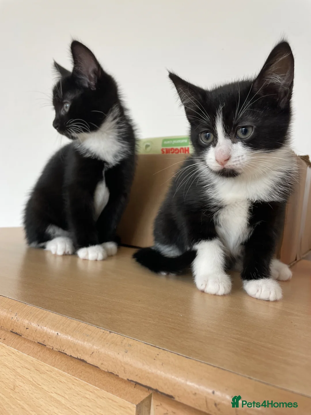 British Shorthair cats for sale: 2 lovely playful kittens  - Advert 2