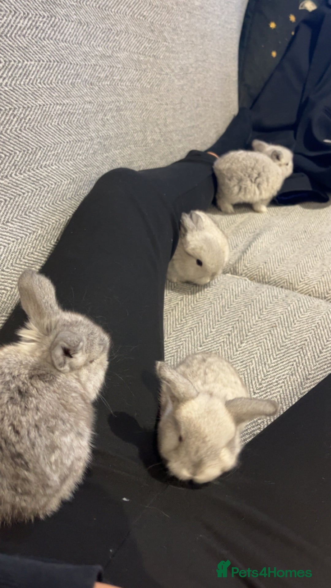 Mini Lop rabbits for sale: 5 mini lop babies available to leave 10/02/26  - Advert 3