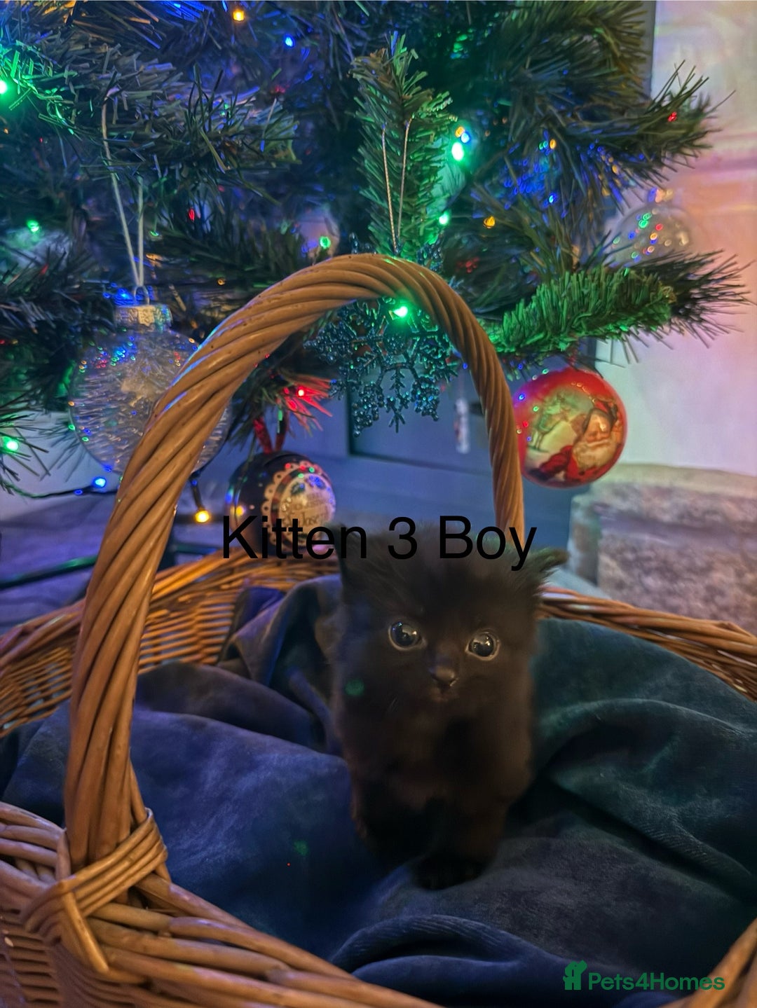 British Longhair cats for sale: 5 Beautiful Kittens  - Advert 5