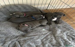 Staffordshire Bull Terrier dogs for sale: Beautiful blue Staffordshire puppies for sale 🐾 - Image 9
