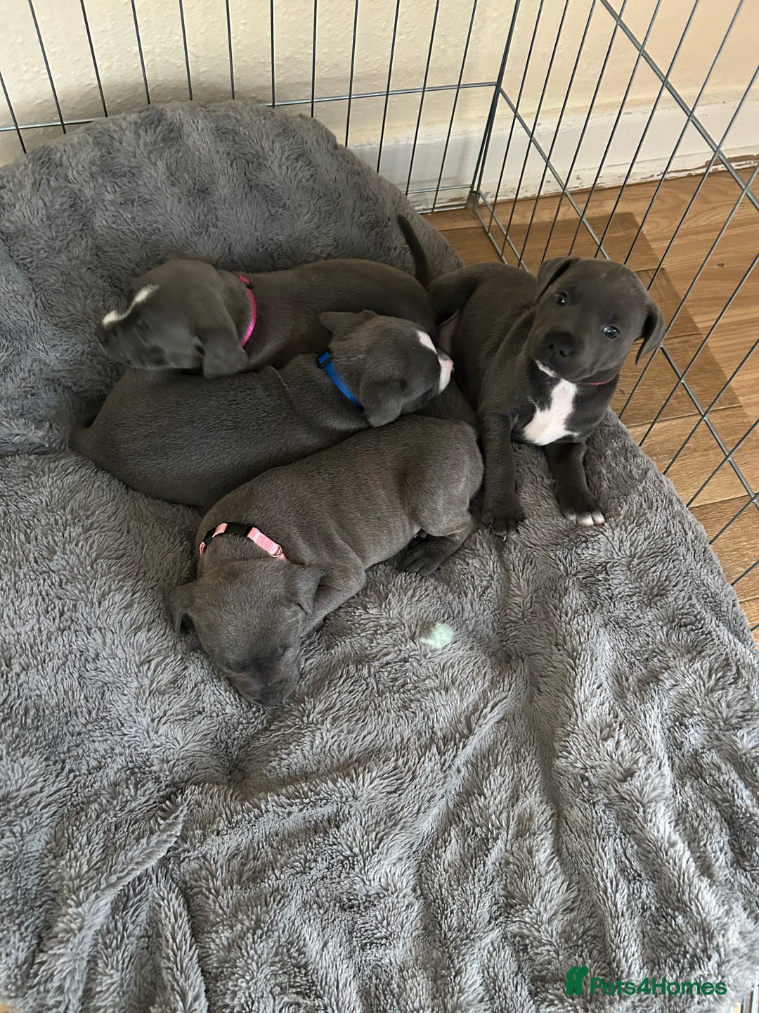 Staffordshire Bull Terrier dogs for sale: Beautiful blue Staffordshire puppies for sale 🐾 - Image 9