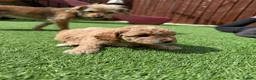 Jackapoo dogs for sale: Jackapoo Puppies - Advert 18